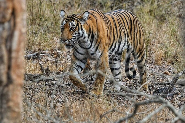 Discover Royal Rajasthan & Mughal Heritage on a 6-Day Golden Triangle Tour with Ranthambore 