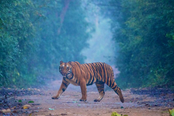 Ranthambore Tour