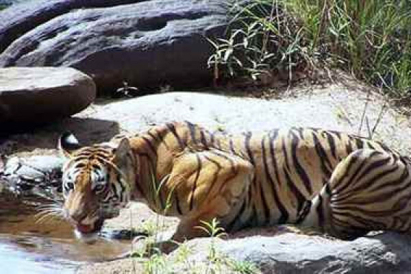 Ranthambore