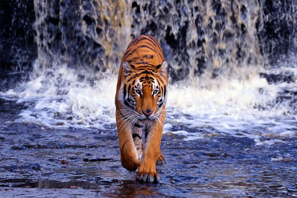 Sundarbans National Park