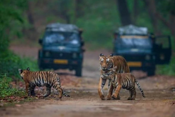 Ranthambore Tour