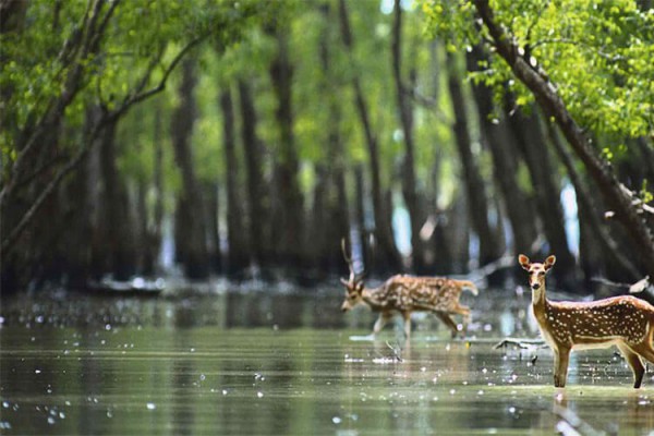 Sundarbans National Park