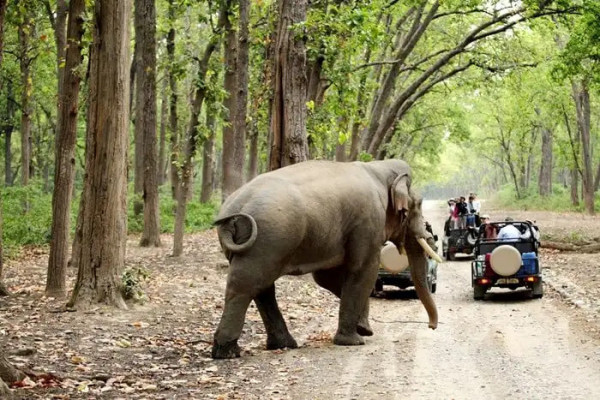 Jungle Safari Tour