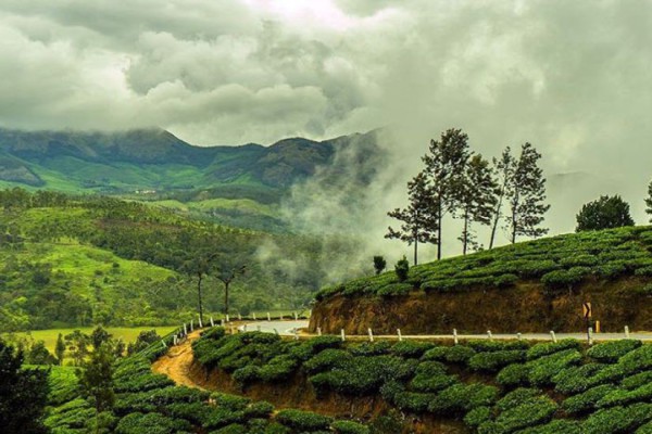 3-Day Private Munnar Tea Valley Tour from Cochin