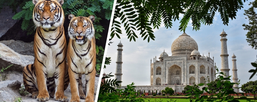 tajmahal-with-tiger