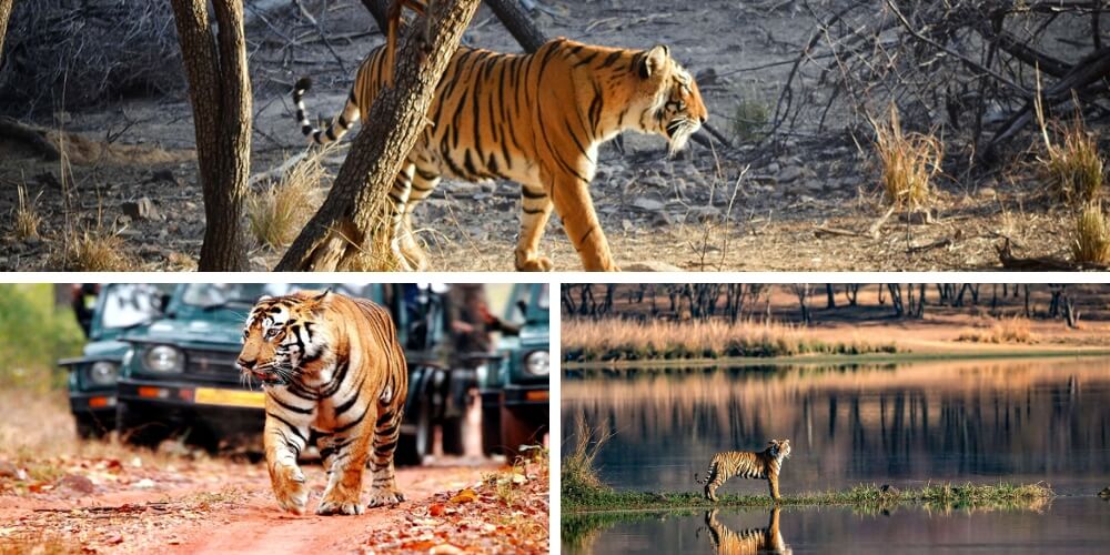 Ranthambore, Rajasthan